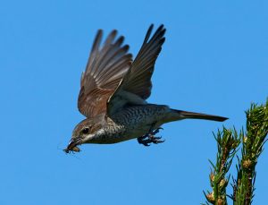 Neuntoeter (Lanius collurio), ♀