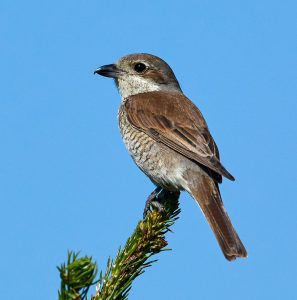 Neuntoeter (Lanius collurio), ♀