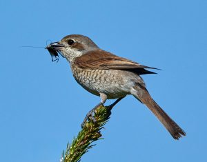 Neuntoeter (Lanius collurio), ♀