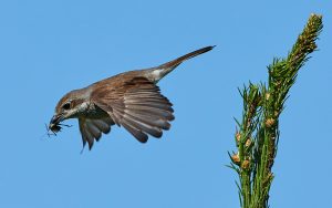 Neuntoeter (Lanius collurio), ♀