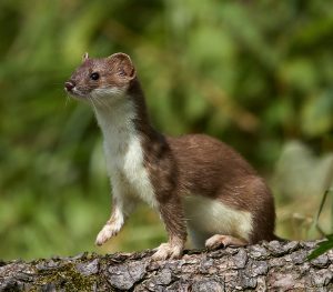 Hermelin (Mustela erminea)