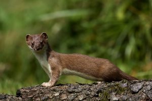 Hermelin (Mustela erminea)