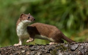 Hermelin (Mustela erminea)