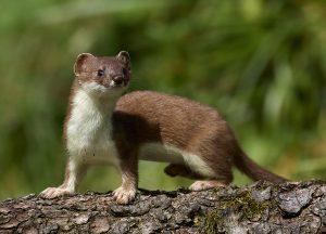 Hermelin (Mustela erminea)