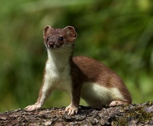 Hermelin (Mustela erminea)