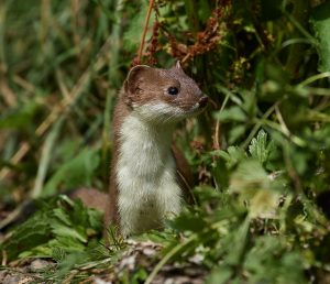 Hermelin (Mustela erminea)