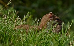 Hermelin (Mustela erminea)