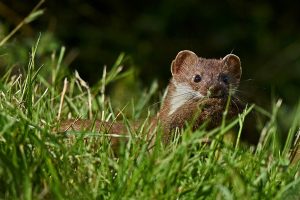 Hermelin (Mustela erminea)